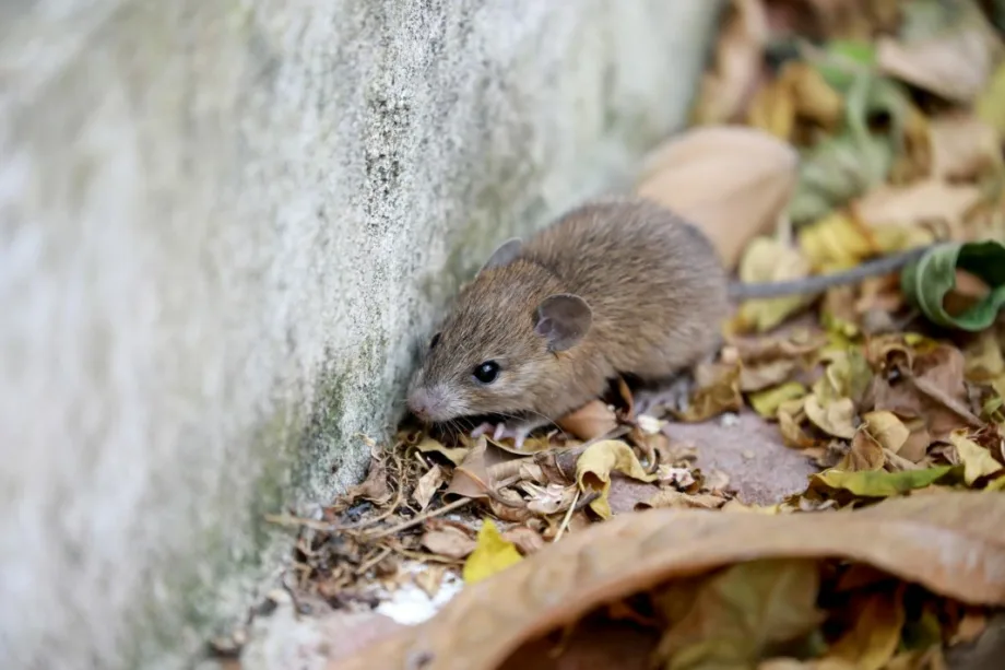 Leptospirosis deja 20 muertes y casos suben 91%