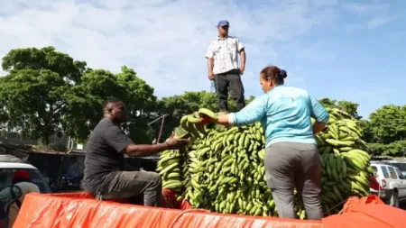 ¿Por qué el plátano barahonero tiene mayor demanda pese a su precio?