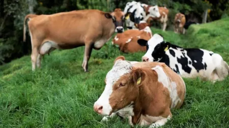 La Altagracia concentra más de 215 mil cabezas de ganado