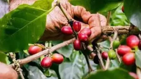 Plataforma permitirá comprar café dominicano directo a pequeños productores