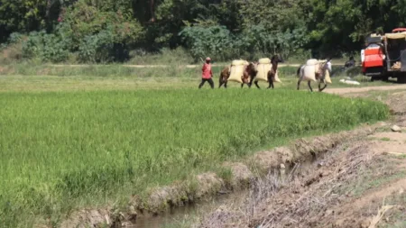 Informe EE.UU. reconoce RD reduce brecha producción de arroz