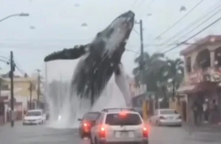 Viral: Una ‘ballena’ en las calles de Santo Domingo
