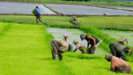 Sector agro espera medidas compensatorias para mitigar impacto importación arroz