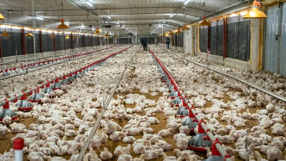 Pro Consumidor asegura que habrá pollo suficiente en Navidad y destaca precios estables