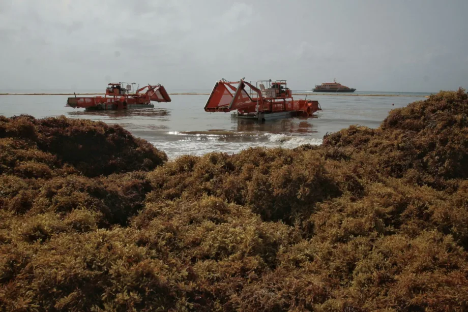 UE y el Caribe impulsan en Cancún inversiones para convertir el sargazo en cadena de valor